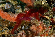 Achaeus japonicus crabe orang-outang-Lembeh Critter hunt-15m-20241008-da-DSC_3581_tn